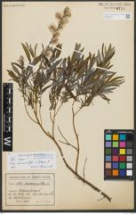 Foto von Salix repens subsp. rosmarinifolia (L.) Andersson